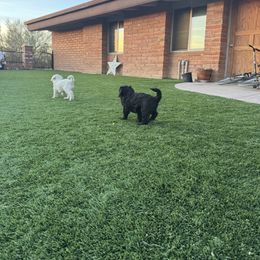 Goldendoodle Puppies from Arizona Doodles