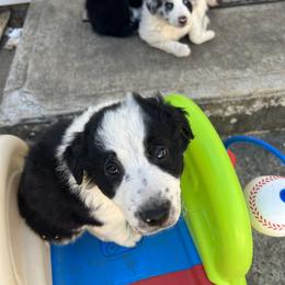 Border Collie Puppies from Roaring River Border Collies