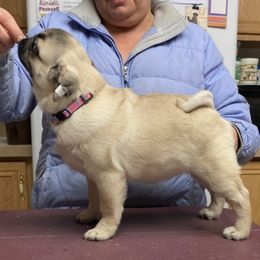 Pugs from Country Paws Kennel