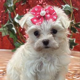Angel - White female Maltese puppy in Monticello, Iowa from Ashley’s Puppies