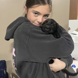 Dilute Retriever and Labrador Retriever Puppies from Lynn Valley Labradors