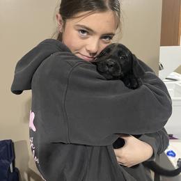 Dilute Retriever and Labrador Retriever Puppies from Lynn Valley Labradors