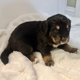 Tiramasu - female Golden Mountain Dog puppy in Seville, Ohio from Retriever Ranch