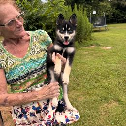 Drake - Black and white male Pomsky puppy in Murfreesboro, Tennessee from Middle Tennessee Pomskies