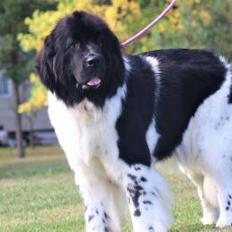 Rosie - Newfoundland