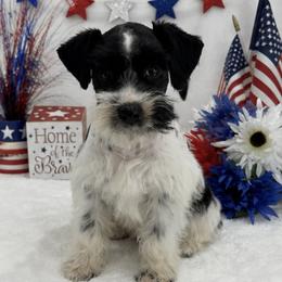 Piper Female 3 - Parti female Miniature Schnauzer puppy in Pageland, South Carolina from New Haven Farms