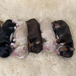 Havanese Puppies from Bella Dulce Havanese
