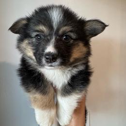 Blue - Black and tan male Pembroke Welsh Corgi puppy in Red Bluff, California from Circle T Livestock & K9 Co.