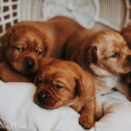Labrador Retriever Puppies from Landon J Farms Labrador Retrievers