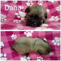 Dana - Red gold female Lhasa Apso puppy in Cincinnati, Ohio from Shangri-La Lhasa Apsos