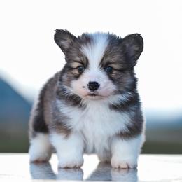 JUNIPER - White and fawn female Pembroke Welsh Corgi puppy in Mona, Utah from Sorensen Corgis