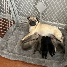 Mazie - Pug
