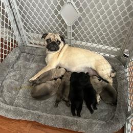 Mazie - Pug