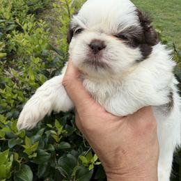 Ross - Chocolate male Shih Tzu puppy in Ocala, Florida from Mimi's Shih-tzus of Ocala