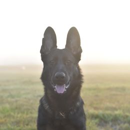 Risk - German Shepherd