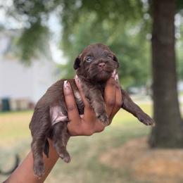 Ezekiel - Chocolate male Shih Tzu puppy in Garner, North Carolina from House of Paws Heritage Nursery