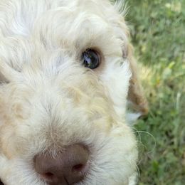 Louis - Poodle puppy in Hubertus, Wisconsin from Jessica's Poodles