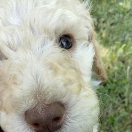 Louis - Poodle puppy in Hubertus, Wisconsin from Jessica's Poodles