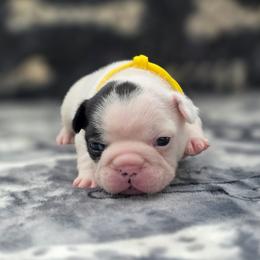 Yellow collar - White and brindle male French Bulldog puppy in Polk City, Florida from Best Friend Frenchies, LLC