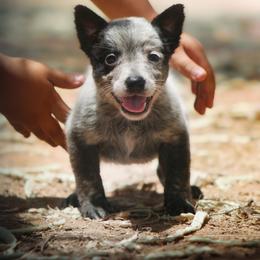 Gimli (AKC) Docked Tail - Blue female Australian Cattle Dog puppy in Marana, Arizona from Impact 3rd Australian Cattle Dogs