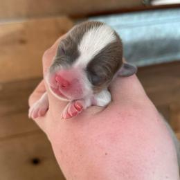Gypsy - Sable female Pembroke Welsh Corgi puppy in Anderson, California from Flying K Corgis