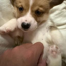 Boy 4 - White and red male Pembroke Welsh Corgi puppy in Newark, Ohio from Abc Cattle Co corgis