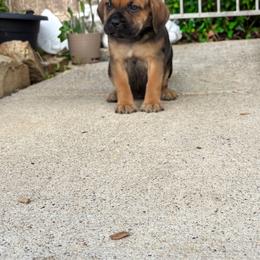 Girl 4 - Chestnut brindle female Cane Corso puppy in Forney, Texas from Dallas Lonestar Bullies