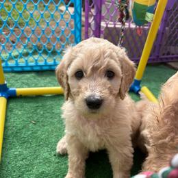 Magenta - Golden female Double Doodle puppy in El Cajon, California from Calibear Doodles