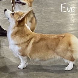 Pembroke Welsh Corgi Puppies from Gwyndolyns