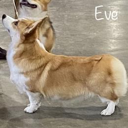 Pembroke Welsh Corgi Puppies from Gwyndolyns