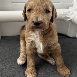 Goldendoodle Puppies from Hilltop Goldendoodles