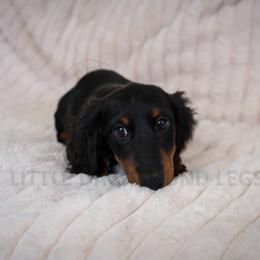 Jagger - Black and tan male Dachshund puppy in Temecula, California from Naomi Magee's Dachshund Kennel