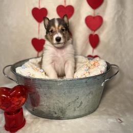 Will - Sable and white male Collie puppy in Chilhowie, Virginia from Jolly Collies