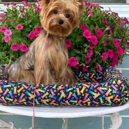 Laney - Yorkshire Terrier