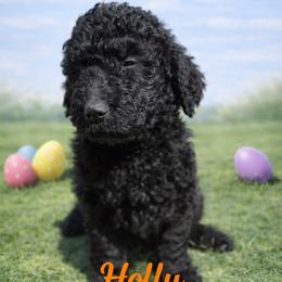 Holly Wheeler - Black female Bernedoodle puppy in Bennett, Colorado from Darling Paws, LLC