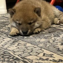Shiba Inu Puppies from Animal Farm Shiba Inus & Mameshibas