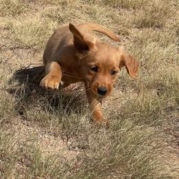 River - Golden male Golden Retriever puppy in Wellington, Colorado from High Country Golden Retrievers