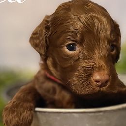 Girl 2 - Goldendoodle puppy in Noxapater, Mississippi from Southern Grace Goldendoodles