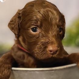 Girl 2 - Goldendoodle puppy in Noxapater, Mississippi from Southern Grace Goldendoodles