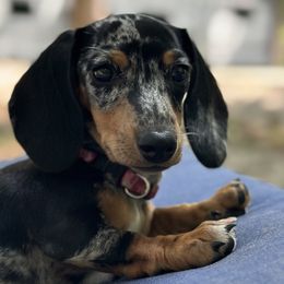 Dachshunds from Freyja’s Legacy Dachshunds