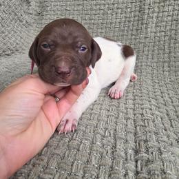 Pink Girl - Liver and white female German Shorthaired Pointer puppy in Nampa, Idaho from Heart Mountain Cavaliers & Floating Feathers Kennel