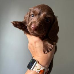 Sheldon - Chocolate male Dachshund puppy in Piedmont, Oklahoma from Jess’s Dachshunds