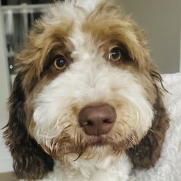 Ruby - Bernedoodle