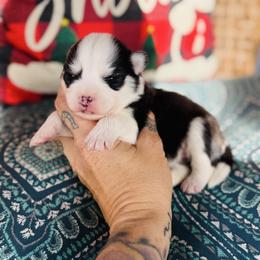 Girl 4 - Black and white female Pomsky puppy in Yavapai County, Arizona from Pawsh Pomskies