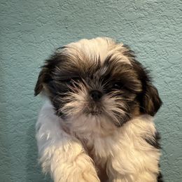 Walker - Red and white male Shih Tzu puppy in Spring, Texas from Precious Tzu Crew