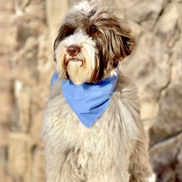 Australian Labradoodle puppies from 4Leaf Labradoodles