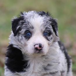 Blue Merle female - Blue merle female Border Collie puppy in Tylertown, Mississippi from Cool Meadow Farms