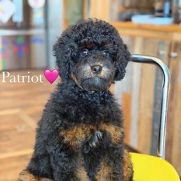 Patriot - Black phantom female Aussiedoodle puppy in Lancaster, Minnesota from Finney Ranch