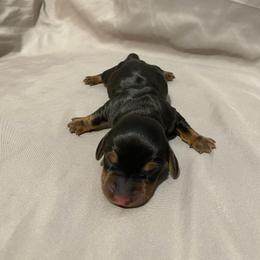Boy 2 - Black and tan male Dachshund puppy in Bakersfield, California from KC Doxies