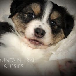 Australian Shepherd Puppies from Mountain Trail Aussies